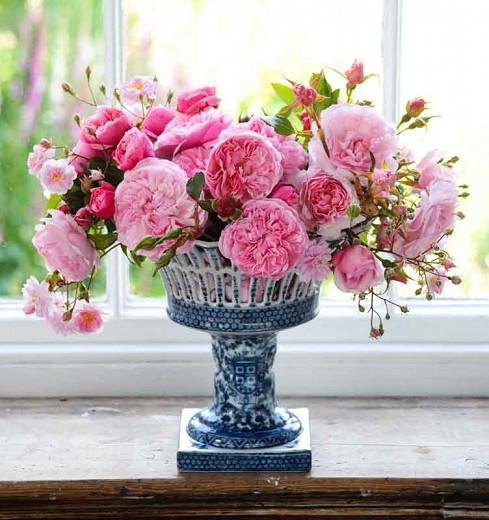 Rosa St Swithun Climbing Rose