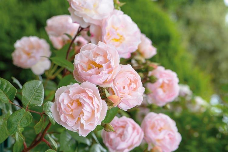 Rosa The Lady Of The Lake Ausherbert
