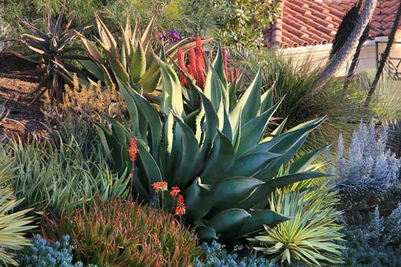 Agave marmorata, Marbled Agave, Huiscole, Pisomel, Succulent, Drought Tolerant Plant
