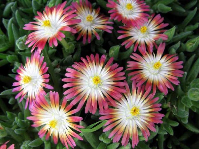 Delosperma Jewel Of The Desert Ruby Ice Plant