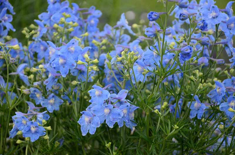 Image of Summer blues larkspur flower in a field