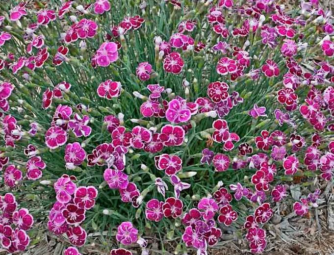 Dianthus Fire And Ice Pink