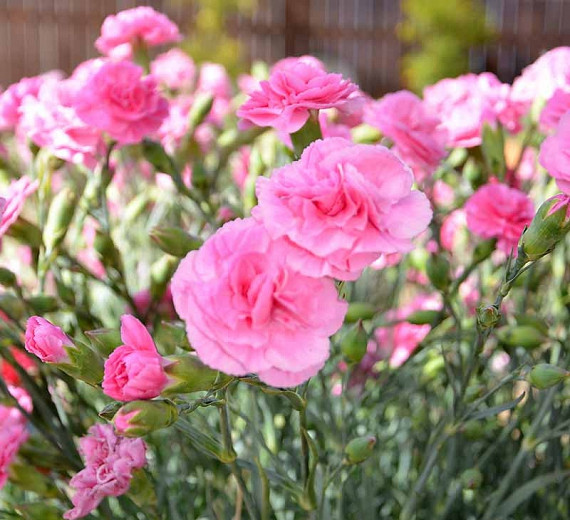 Dianthus 'Rosy Cheeks', Pink 'Rosy Cheeks', Rosy Cheeks Pink, Pink Flowers, Pink Dianthus, Pink Garden Pink