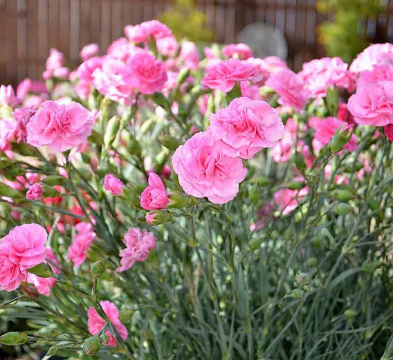 Dianthus 'Rosy Cheeks', Pink 'Rosy Cheeks', Rosy Cheeks Pink, Pink Flowers, Pink Dianthus, Pink Garden Pink