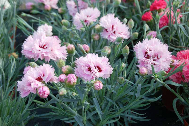 Dianthus 'Fizzy', Pink 'Fizzy', Fizzy Pink, Red Flowers, Red Dianthus, Pink Flowers, Pink Dianthus, Bicolor Flowers, Bicolor Dianthus