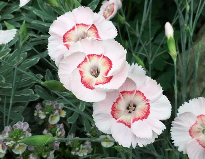 Dianthus Georgia Peach Pie Pink