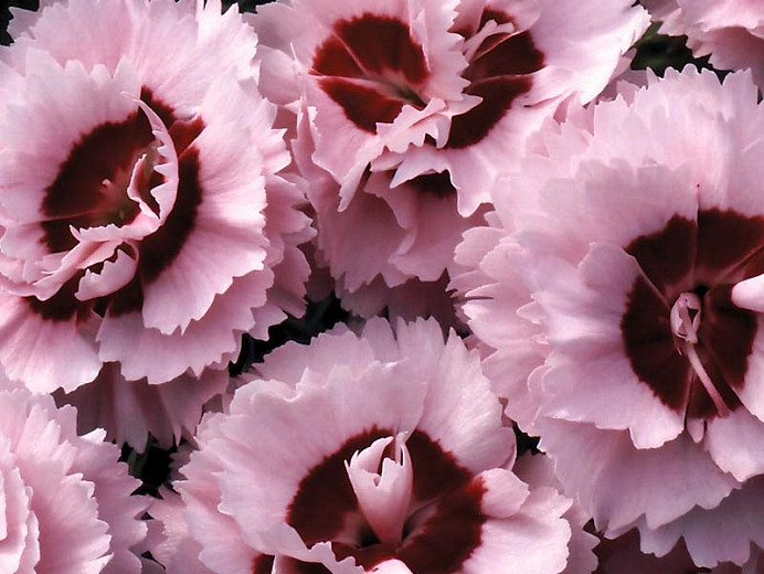 Dianthus 'Raspberry Surprise', Pink 'Raspberry Surprise', Raspberry Surprise Pink, Red Flowers, Red Dianthus, Pink Flowers, Pink Dianthus, Bicolor Flowers, Bicolor Dianthus