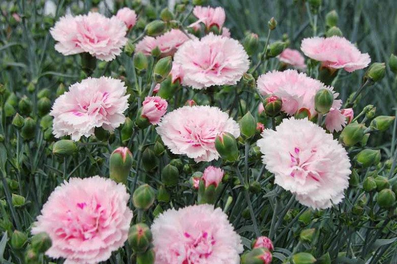 Dianthus 'Candy Floss', Pink 'Candy Floss', Candy Floss Pink, Salmon Flowers, Salmon Dianthus, Pink Flowers, Pink Dianthus,Pink Garden Pink