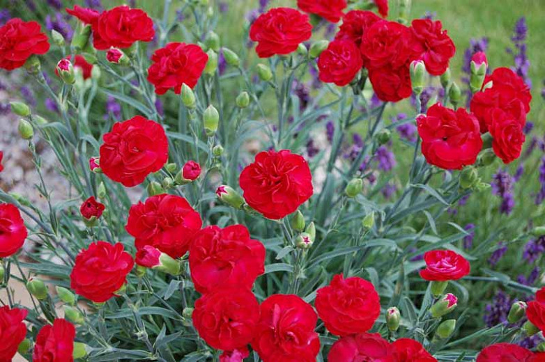 Dianthus 'Romance', Pink 'Passion', Passion Pink, Red Flowers, Red Dianthus, Red Flowers, Red Dianthus