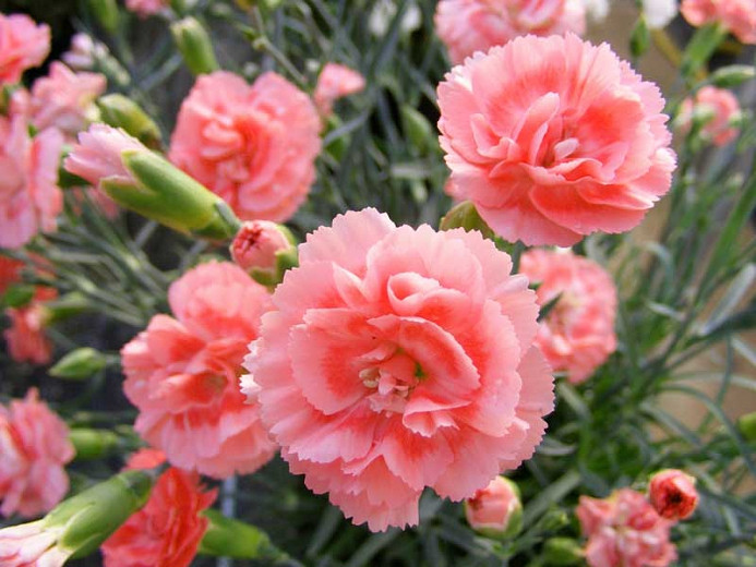 Dianthus 'Romance', Pink 'Romance', Romance Pink, Salmon Flowers, Salmon Dianthus, Pink Flowers, Pink Dianthus,Pink Garden Pink