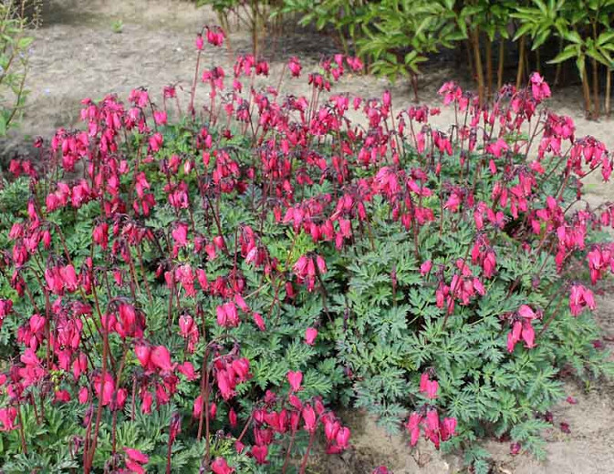 Dicentra 'Amore Rose',Bleeding Heart 'Amore Rose', Dutchman's Breeches 'Amore Rose', Chinaman's Breeches 'Amore Rose', Locks and Keys 'Amore Rose', Lyre Flower 'Amore Rose', Seal Flower 'Amore Rose', shade perennial