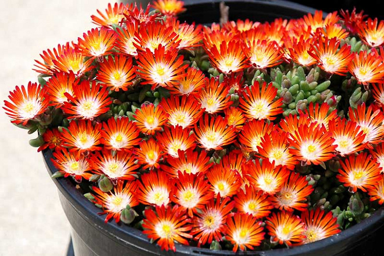 Delosperma Hotcakes Pumpkin Perfection Ice Plant