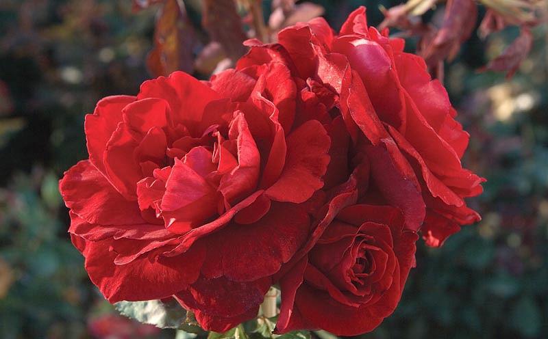 Don Juan Climbing RED Rose 1 Gal Upright Plant Disease Resistant Fragrant Roses