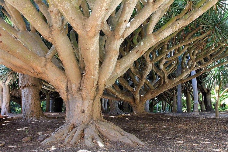 Dracaena Draco Dragon Tree