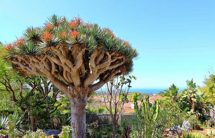 Dracaena Draco Dragon Tree
