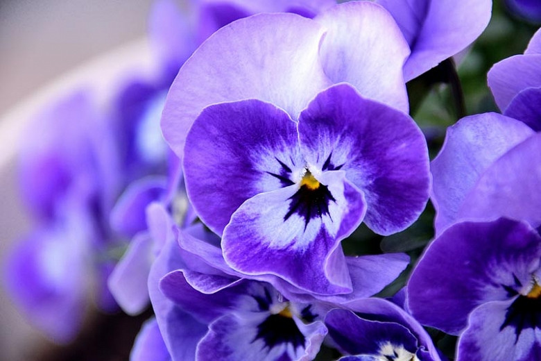Viola x wittrockiana, Pansy, Garden Pansy, Shade plants, shade perennial, violet flowers, plants for shade, fragrant perennials