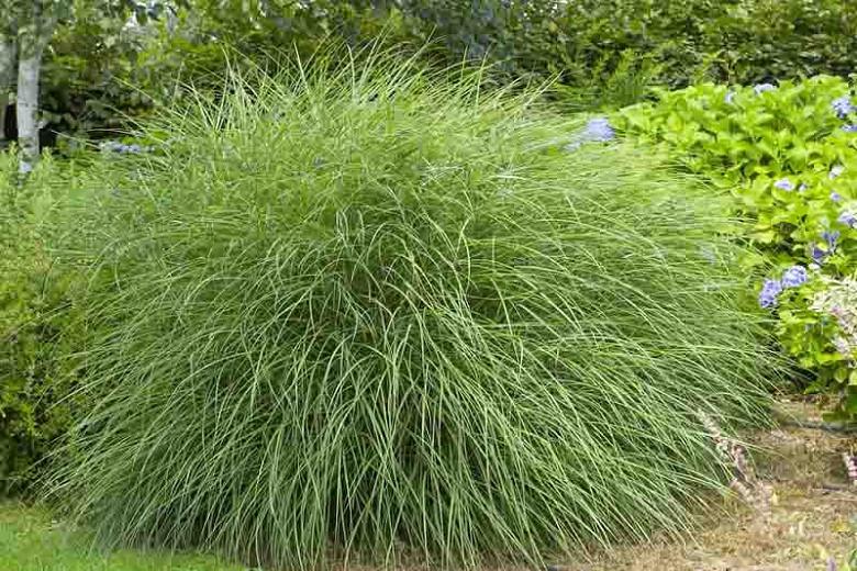 Miscanthus Sinensis Gracillimus Chinese Silver Grass Miscanthus Sinensis Gracillimus Chinese Silver Grass