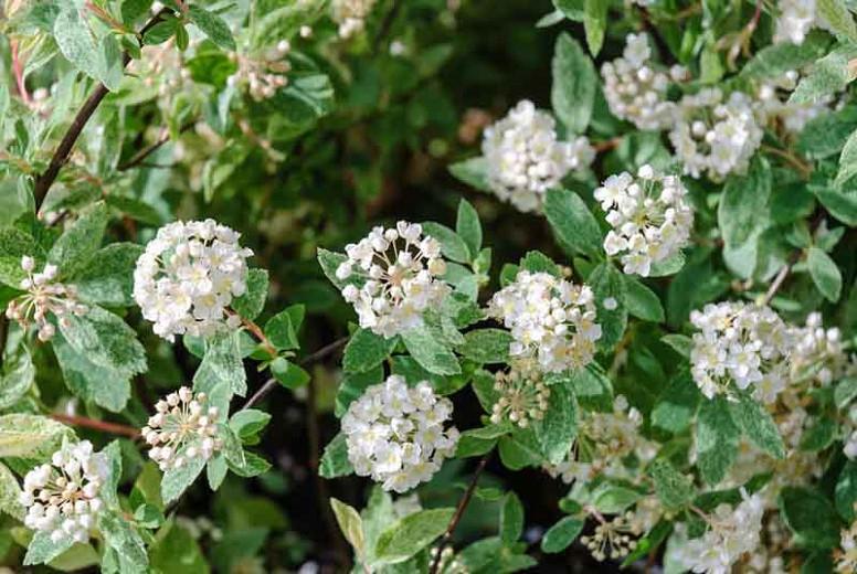 Spiraea Vanhouttei Pink Ice Vanhoutte Spirea Spiraea Vanhouttei Pink Ice Vanhoutte Spirea