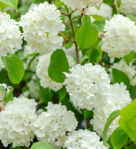 Viburnum plicatum f. plicatum 'Popcorn', Japanese Snowball 'Popcorn', White flowers, Flowering Shrub, 