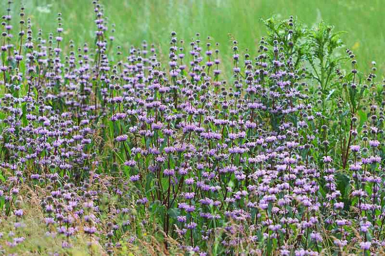 Phlomis Tuberosa, Jerusalem Sage, Drought resistant perennials, Pink perennials, Lavender perennials