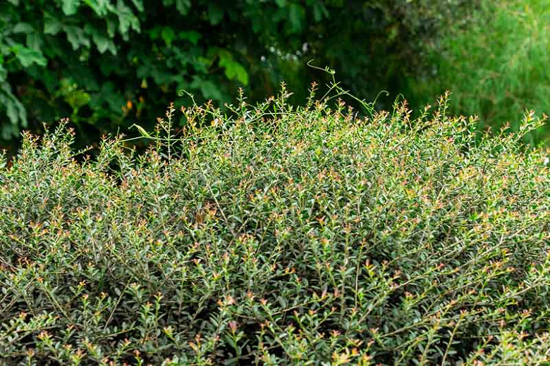 Ilex vomitoria, Yaupon, Yaupon Holly, Cassina, red berries, evergreen shrub, Aquifoliaceae, Berry, holly, Ilex, winter shrub