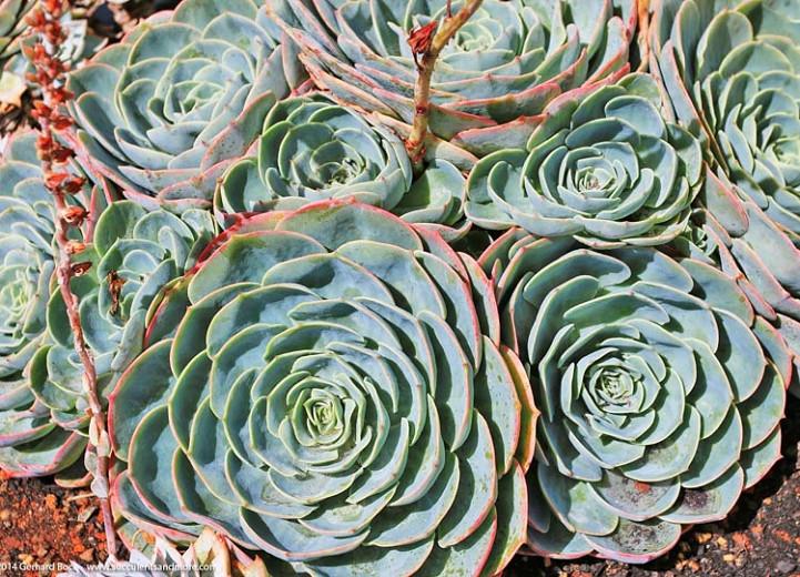Echeveria 'Imbricata','Imbricata' Echeveria, Blue Rose Echeveria,  Pink echeveria, Blue echeveria, pink succulent, blue succulent