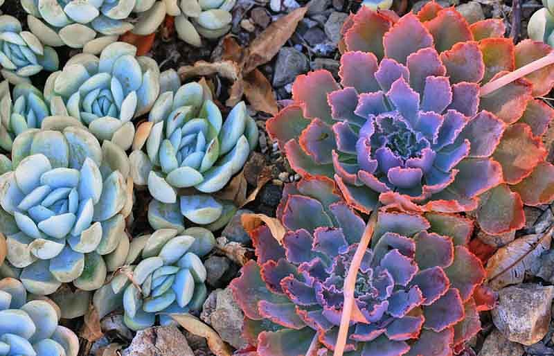 Echeveria shaviana (Mexican Hens)
