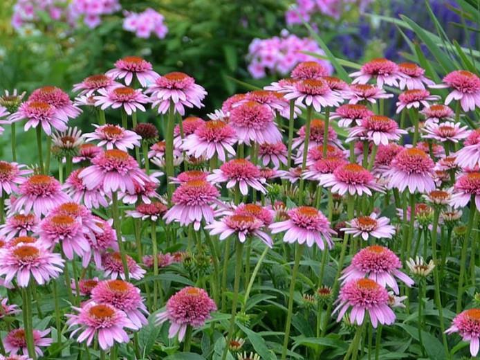 Echinacea purpurea 'Butterfly Kisses', Echinacea 'Butterfly Kisses', Coneflower 'Butterfly Kisses', CONE-FECTIONS Series, Pink coneflower, Pink coneflowers, Pink Echinacea