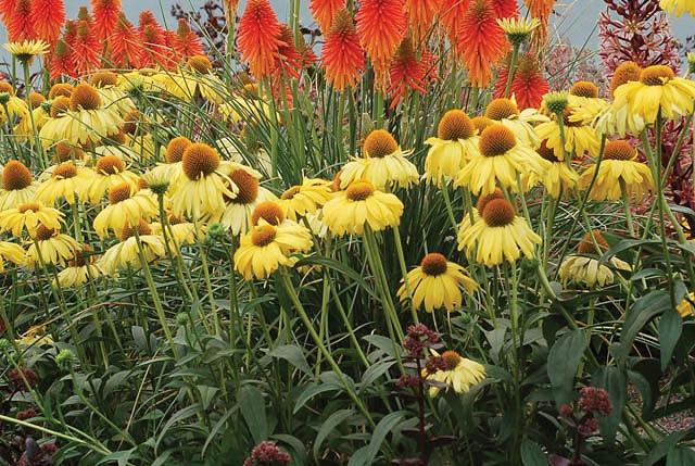Echinacea 'Daydream', Coneflower 'Daydream', Yellow coneflower, Yellow coneflowers, Yellow Echinacea, Coneflower, Coneflowers