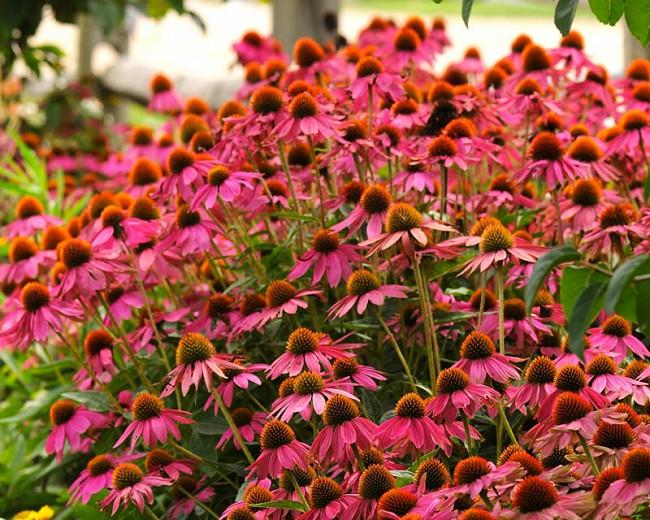 Echinacea 'PowWow Wild Berry', Coneflower 'PowWow Wild Berry', Echinacea PowWow Series, Pink coneflower, Pink coneflowers, Pink Echinacea, Coneflower, Coneflowers