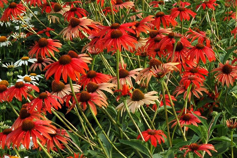 Coneflower Tomato Soup, Echinacea Tomato Soup, Red coneflowers, Red echinacea