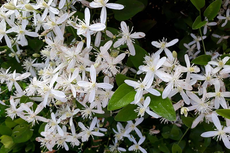 Clematis armandii (Evergreen Group)