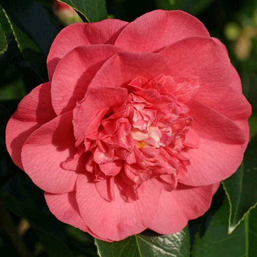 Camellia Japonica 'Elegans', Camellia 'Elegans', 'Elegans' Camellia, Camellia japonica 'Chandleri Elegans', Camellia japonica 'Chandleri Rubra', Camellia japonica 'Red Elegans', Camellia japonica 'Rosea Chandleri', Spring Blooming Camellias, Early to Mid Season Camellias, Red flowers, Red Camellias