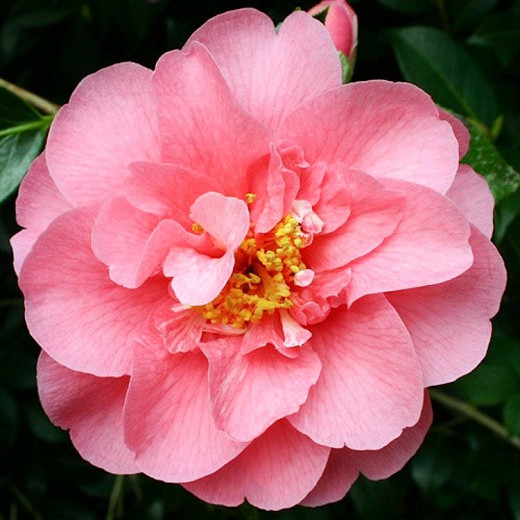 Camellia x Williamsii 'Elegant Beauty', Camellia 'Elegant Beauty', 'Elegant Beauty' Camellia, Camellia japonica 'Elegant Beauty', Winter Blooming Camellias, Spring Blooming Camellias, Mid Season Camellias, Pink flowers, Pink Camellias