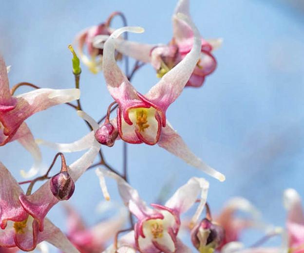 Epimedium 'Domino', Barrenwort 'Domino', Bishop's Hat 'Domino', Bishop's Mitre 'Domino', Fairy Wings 'Domino', Shade Plants, Shade Perennials, White Flowers, Pink Flowers, Groundcovers, Ground Cover