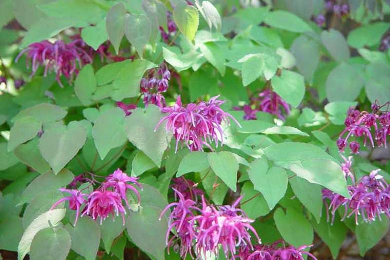 Epimedium grandiflorum 'Rose Queen', Barrenwort 'Rose Queen', Bishop's Hat 'Rose Queen', Bishop's Mitre 'Rose Queen', Fairy Wings 'Rose Queen', Shade Plants, Shade Perennials, Pink Flowers, Groundcovers, Ground Cover