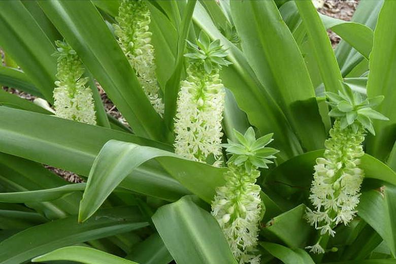 Eucomis Tugela Jade, Pineapple Lily Tugela Jade, Eucomis, Pineapple Lilies, Pineapple Flowers, Pineapple Lily, White Eucomis