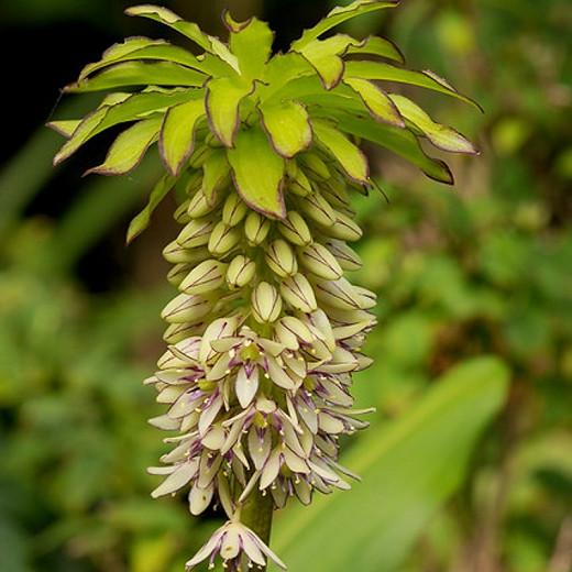 Eucomis bicolor, Bicolor Pineapple Lily, Eucomis, Pineapple Lilies, Pineapple Flowers, Pineapple Lily