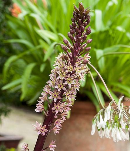 Eucomis comosa 'Sparkling Burgundy', Pineapple Lily 'Sparkling Burgundy', Eucomis, Pineapple Lilies, Pineapple Flowers, Pineapple Lily, sparkling Burgundy