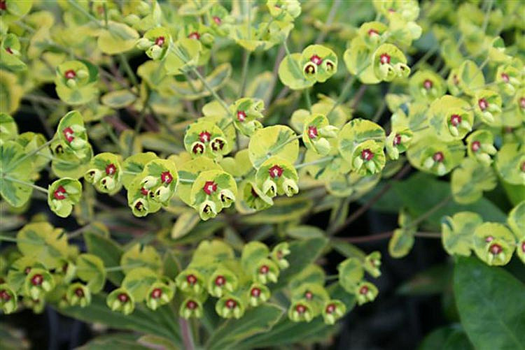 Euphorbia × Martinii 'Ascot Rainbow', Martin's Spurge 'Ascot Rainbow', Drought tolerant perennial, Deer resistant perennial, rabbit resistant