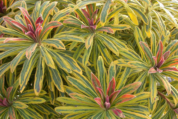 Euphorbia × Martinii 'Ascot Rainbow', Martin's Spurge 'Ascot Rainbow', Drought tolerant perennial, Deer resistant perennial, rabbit resistant