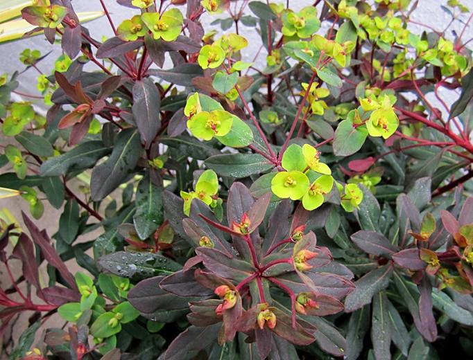 Euphorbia amygdaloides Ruby Glow Wood Spurge Euphorbia amygdaloides Ruby Glow Wood Spurge