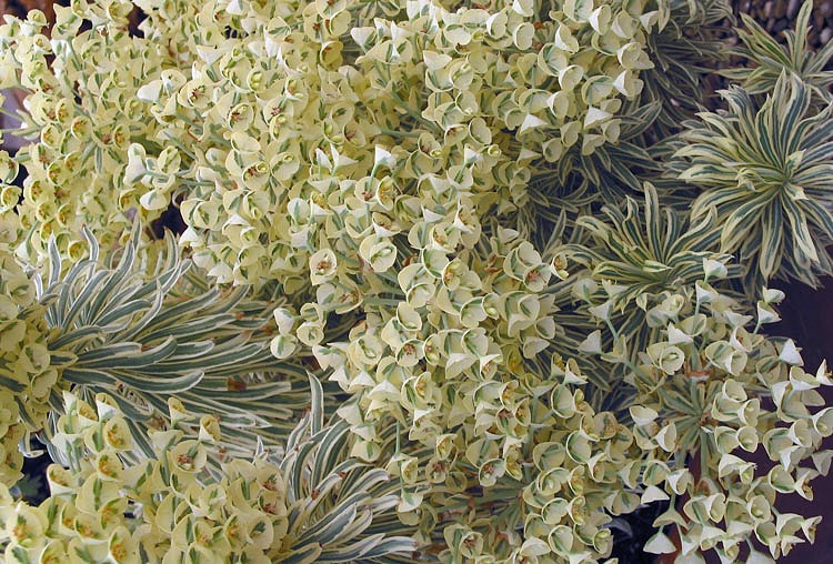 Euphorbia characias 'Tasmanian Tiger', Spurge 'Tasmanian Tiger', 'Tasmanian Tiger' Spurge, Variegated Spurge, Variegated Euphorbia