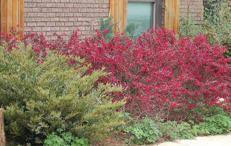 Manhattan lytter Afvise Loropetalum chinense 'Ever Red' (Chinese Fringe Flower)
