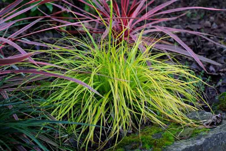 Carex oshimensis /'Everillo/' Japanese Sedge 9cm pot evergreen winter colour