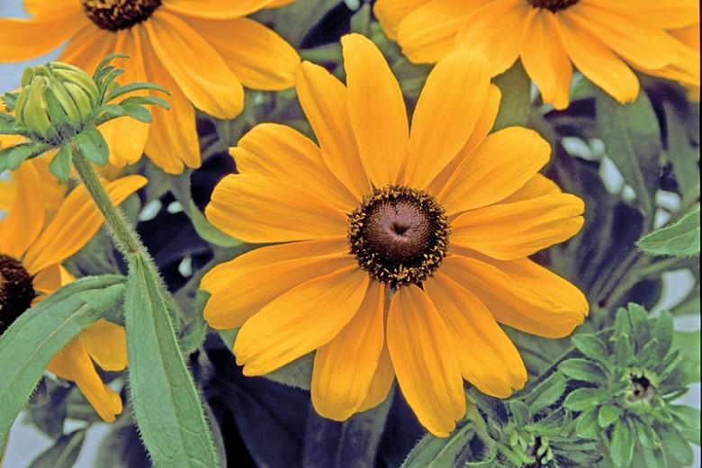 Rudbeckia Hirta Becky Mix Black Eyed Susan