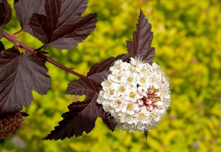 Image of Physocarpus opulifolius diabolo ninebark shrub