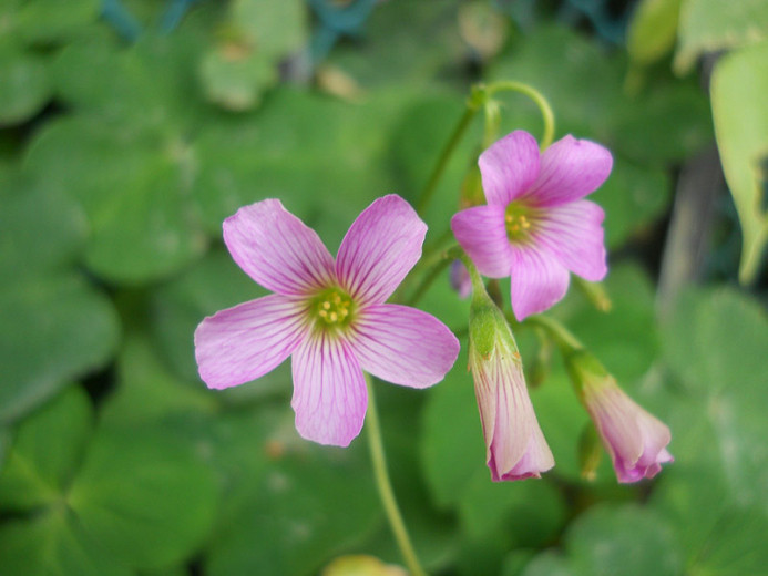 Oxalis Violacea Violet Wood Sorrel