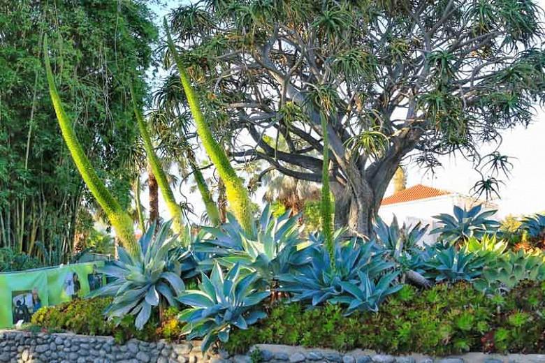Agave Attenuata Fox Tail Agave