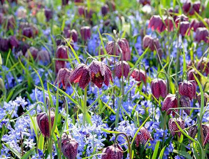 Fritillaria Meleagris, Snake's head Fritillary, Guinea-hen flower, Spring Bloom, Mid Spring bloom, Late Spring bloom